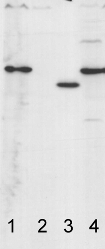 Western blot image